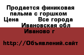 Продается финиковая пальма с горшком › Цена ­ 600 - Все города  »    . Ивановская обл.,Иваново г.